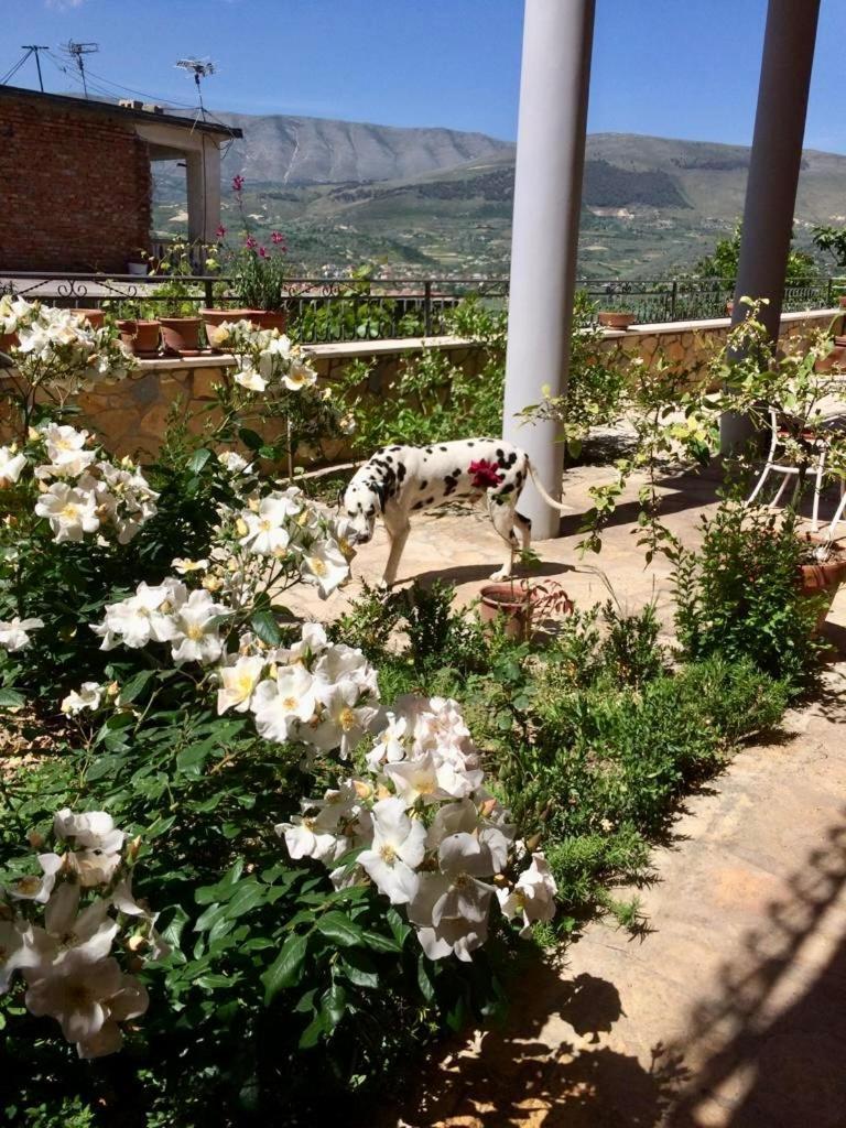 Guesthouse Villa Rosa Berat Room photo
